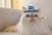 娱乐吃瓜菌猫猫