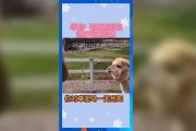 娱乐吃瓜群众歌曲视频下载,揭秘“吃瓜群众”歌曲视频下载背后的故事