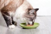 娱乐吃瓜猫咪视频大全下载,萌宠欢乐时光集锦
